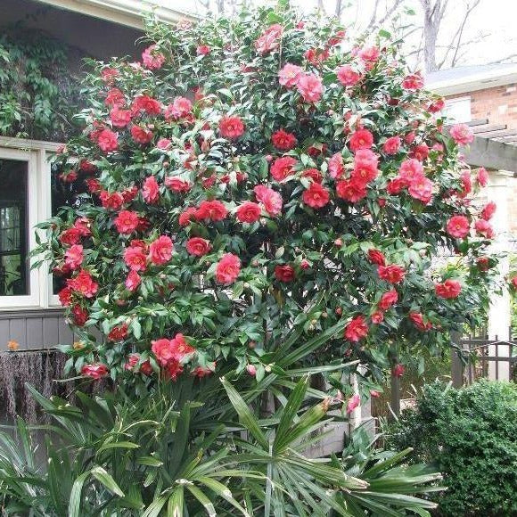#7 Camellia japonica Greensboro Red/ Red - No Warranty