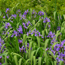 Load image into Gallery viewer, Iris 'Purple Flame'