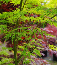 Load image into Gallery viewer, Japanese Maple 'Seiryu'