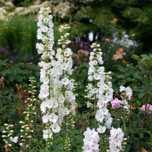 Load image into Gallery viewer, Delphinium 'Guardian White'