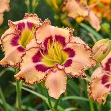 Load image into Gallery viewer, Daylily 'King of Ages'