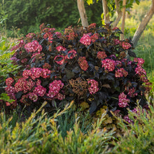 Load image into Gallery viewer, Hydrangea 'Eclipse'