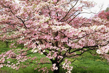 Load image into Gallery viewer, Flowering Dogwood 'Stellar Pink'