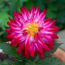Load image into Gallery viewer, XXL Cutting Dahlias