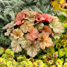 Load image into Gallery viewer, Heuchera 'Changeling'