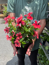 Load image into Gallery viewer, Vinca