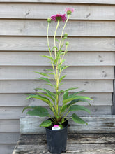 Load image into Gallery viewer, Echinacea 'Rubinstern'