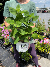 Load image into Gallery viewer, Hydrangea Incrediball Blush