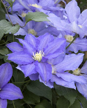 Load image into Gallery viewer, Clematis 'H. F. Young'