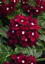 Load image into Gallery viewer, Verbena