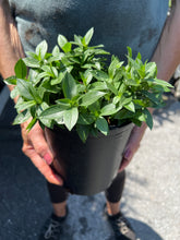 Load image into Gallery viewer, Phlox 'Blue Moon'