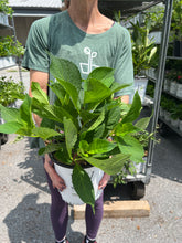 Load image into Gallery viewer, Hydrangea Let's Dance® Rhythmic Blue®