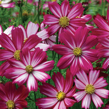 Load image into Gallery viewer, Cosmos