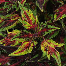 Load image into Gallery viewer, Coleus 'Flamethrower Chili Pepper'