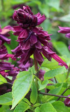Load image into Gallery viewer, Annual Salvia
