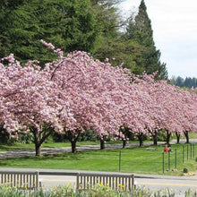 Load image into Gallery viewer, Cherry Tree 'Kwanzan'