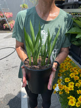 Load image into Gallery viewer, Crocosmia 'Lucifer'