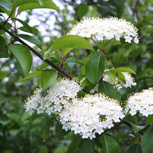 Load image into Gallery viewer, Viburnum prunifolium