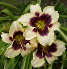 Load image into Gallery viewer, Daylily 'Blackthorne'