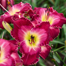 Load image into Gallery viewer, Daylily 'Blood Sweat & Tears'