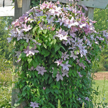 Load image into Gallery viewer, Clematis 'Hagley Hybrid'