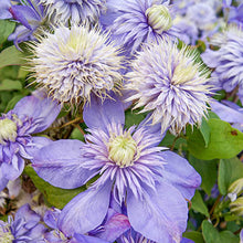 Load image into Gallery viewer, Clematis 'Blue Light'