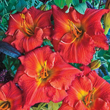 Load image into Gallery viewer, Daylily 'Desert Flame'