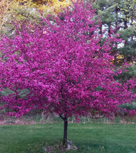 Load image into Gallery viewer, Crabapple Tree 'Perfect Purple'