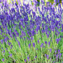 Load image into Gallery viewer, Lavender 'Phenomenal'