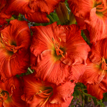 Load image into Gallery viewer, Daylily 'Desert Flame'