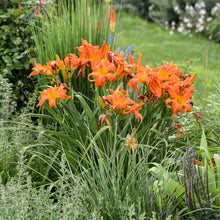 Load image into Gallery viewer, Daylily 'Primal Scream'