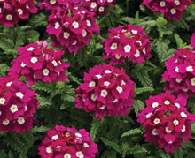 Load image into Gallery viewer, Verbena