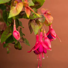 Load image into Gallery viewer, Fuchsia