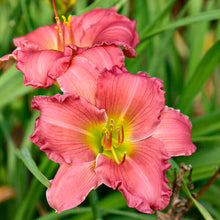 Load image into Gallery viewer, Daylily 'Passionate Returns'
