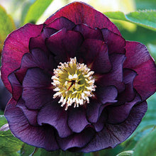 Load image into Gallery viewer, Helleborus 'Onyx Odyssey'