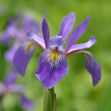 Load image into Gallery viewer, Iris 'Purple Flame'