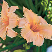 Load image into Gallery viewer, Daylily 'Apricot Sparkles'
