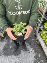 Load image into Gallery viewer, Agastache 'Blue Fortune'
