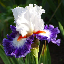 Load image into Gallery viewer, German Iris 'Gypsy Lord'