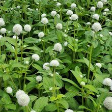 Load image into Gallery viewer, Gomphrena