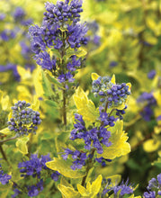 Load image into Gallery viewer, Caryopteris 'Gold Crest'