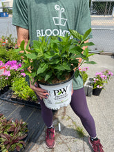 Load image into Gallery viewer, Hydrangea 'Little Lime'