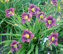 Load image into Gallery viewer, Daylily 'Kansas Kitten'