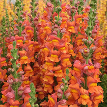 Load image into Gallery viewer, Ultimate Cut Flower Garden Pack