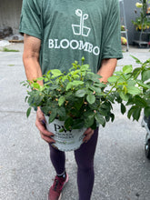 Load image into Gallery viewer, Rose 'At Last®'