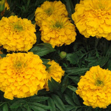 Load image into Gallery viewer, Marigold (African) 'Inca Gold'
