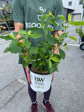 Load image into Gallery viewer, Clethra 'Sugartina® Crystalina'