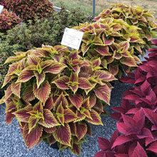 Load image into Gallery viewer, Coleus 'Colorblaze Golden Dreams'