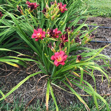 Load image into Gallery viewer, Daylily 'Double Pardon Me'