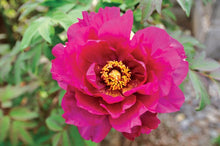 Load image into Gallery viewer, Peony 'Itoh Pink Ardour'